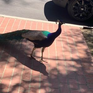 Meet your Posher, Larry